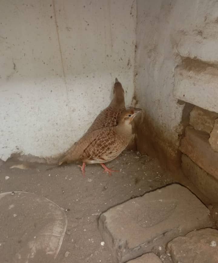 Female for sale,(Rs 5,000/-) contact no. 0344-6861986 1