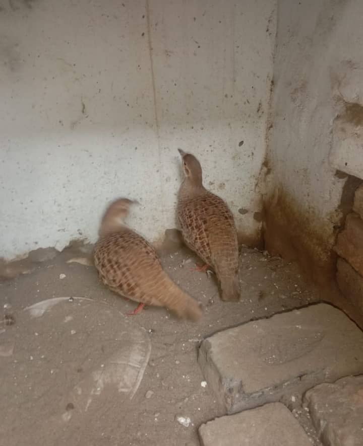 Female for sale,(Rs 5,000/-) contact no. 0344-6861986 2