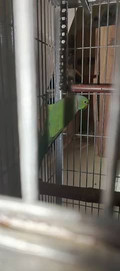 ringneck pair  + cage