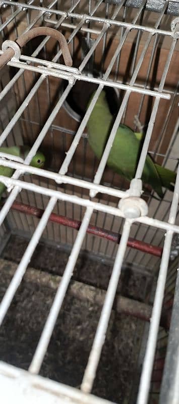 ringneck pair  + cage 2