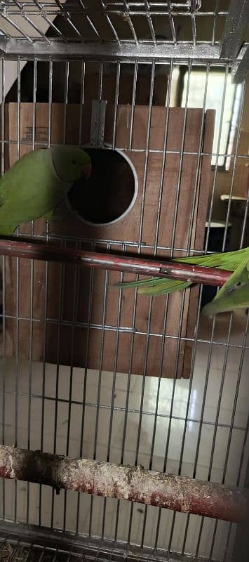 ringneck pair  + cage 3