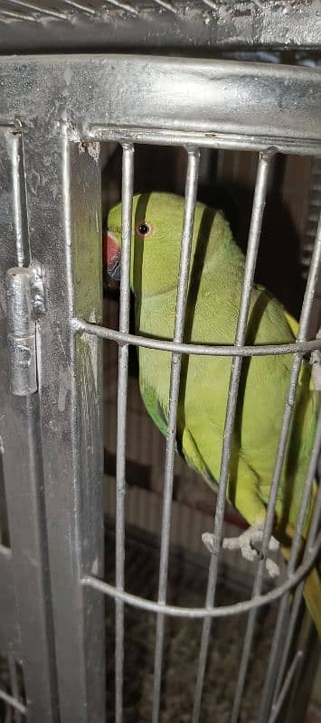 ringneck pair  + cage 4