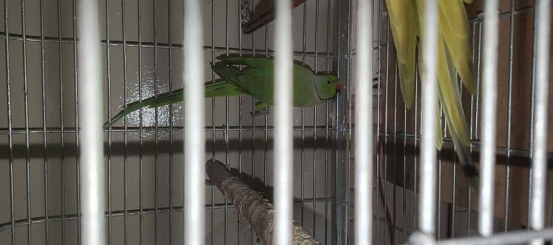 ringneck pair  + cage 5