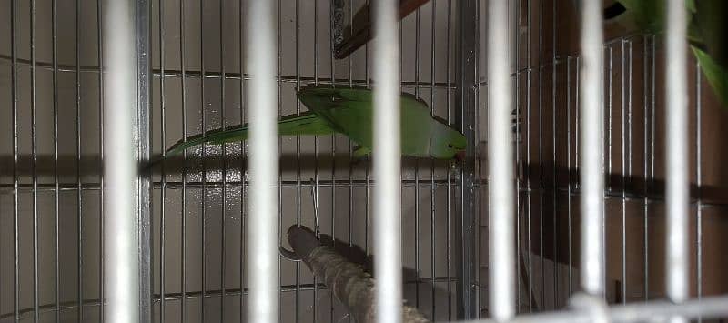 ringneck pair  + cage 6