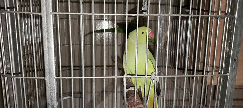 ringneck pair  + cage 7