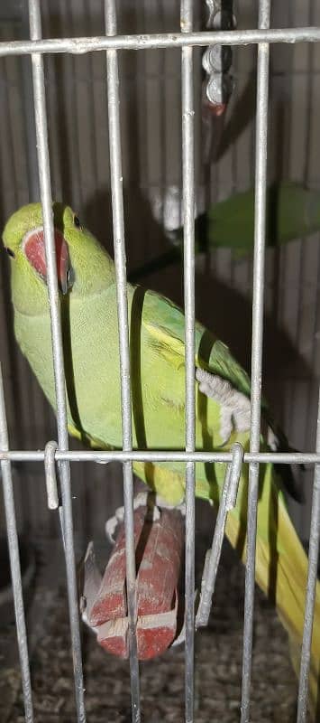 ringneck pair  + cage 8