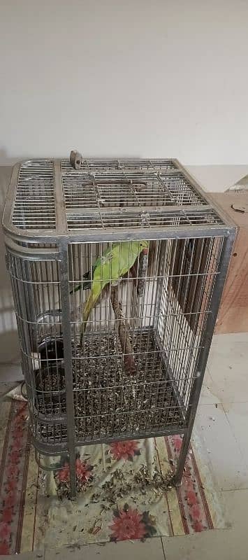 ringneck pair  + cage 10