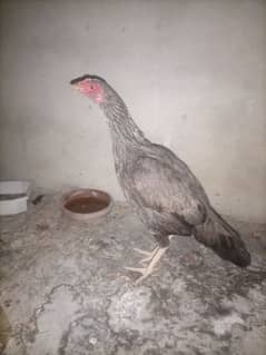 aseel high quality hen fo sell