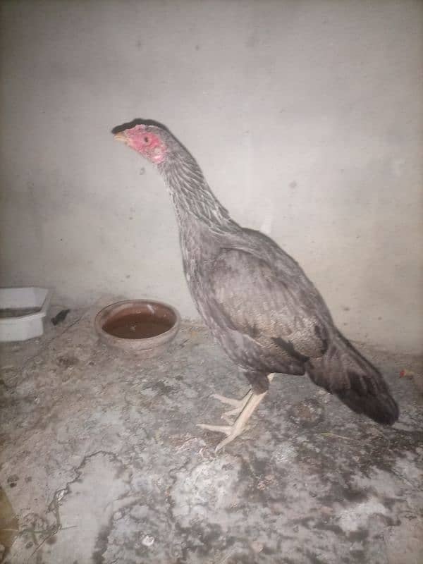 aseel high quality hen fo sell 0