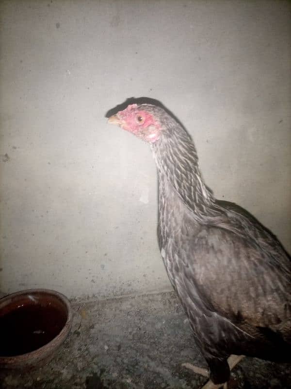 aseel high quality hen fo sell 3