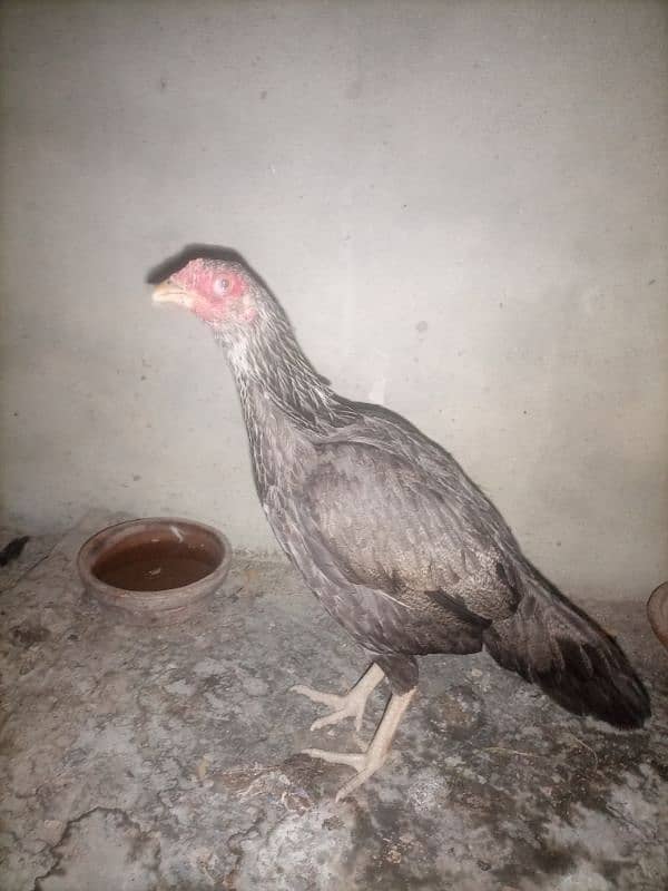 aseel high quality hen fo sell 5