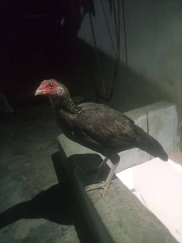 aseel high quality hen fo sell 6