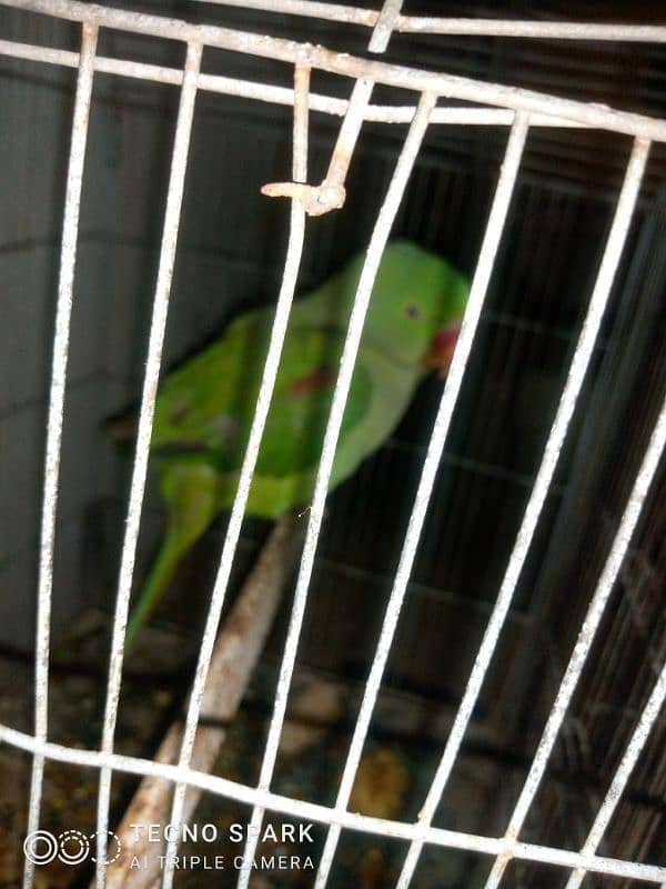 Kashmiri Raw parrot 1