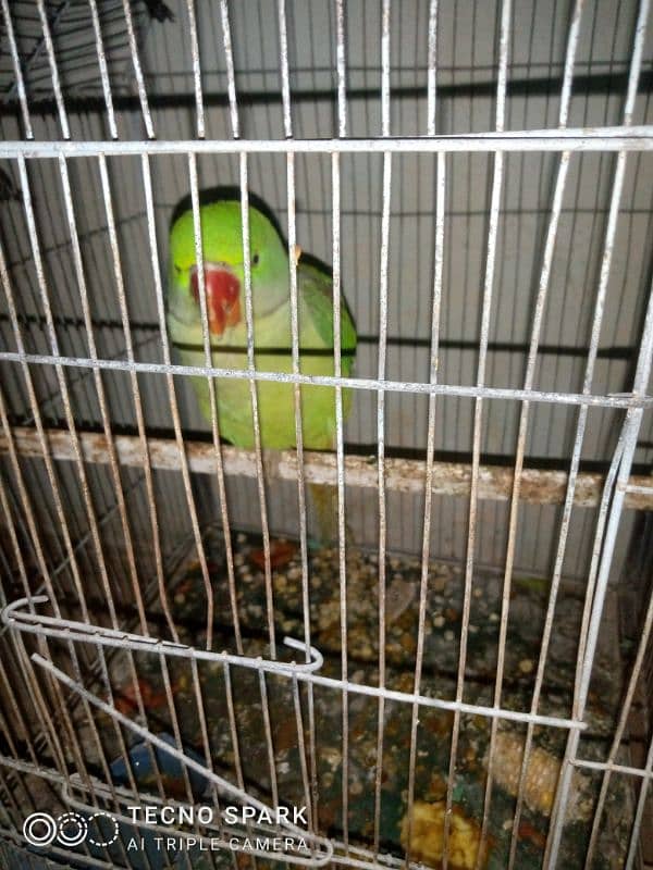 Kashmiri Raw parrot 2