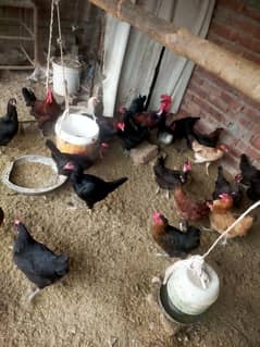 Pure desi or aseel egge laying hens for sale