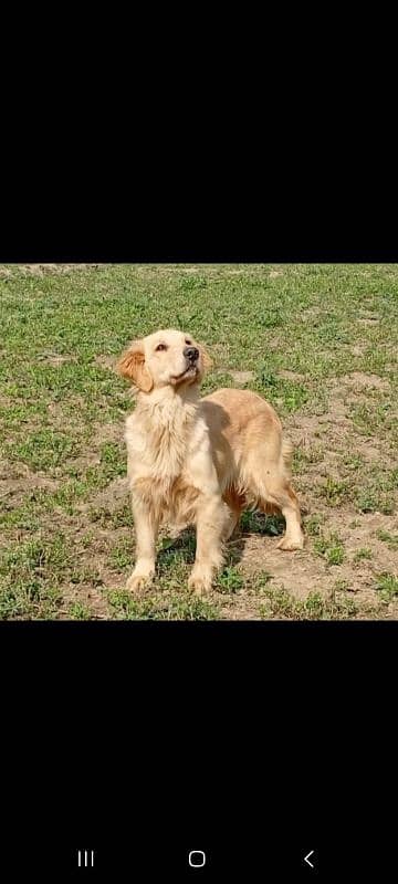 Pedigree Golden retriever breeder female available for new homes 1