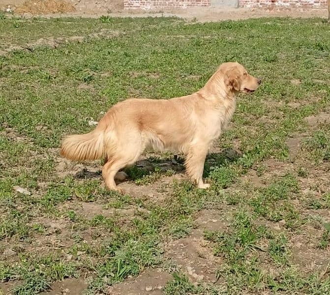 Pedigree Golden retriever breeder female available for new homes 2