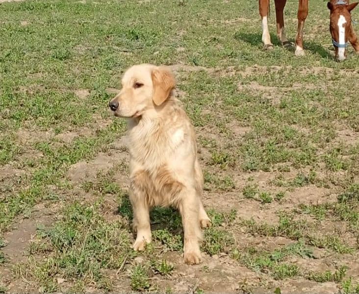 Pedigree Golden retriever breeder female available for new homes 3