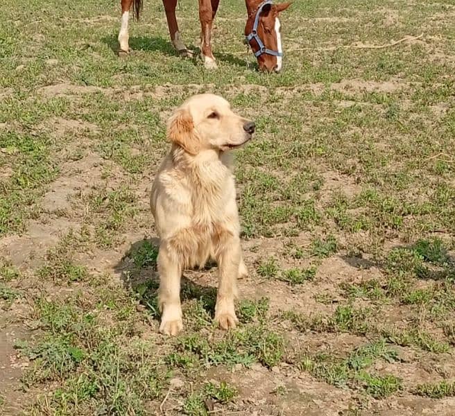 Pedigree Golden retriever breeder female available for new homes 4