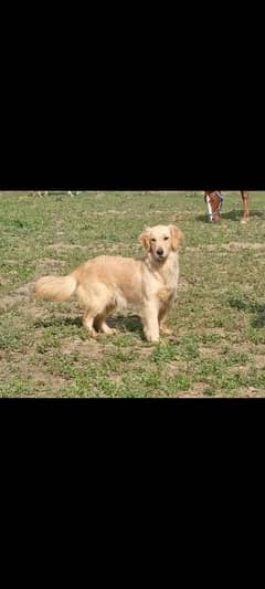 Pedigree Golden retriever breeder female available for new homes