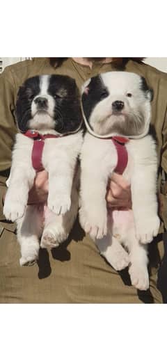 afghani kochi pair |  kabile dabal hadi full security dogs for sale