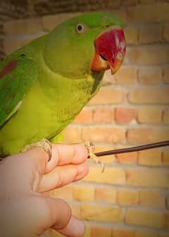 Raw parrot hand tame healthy and active jawa available also