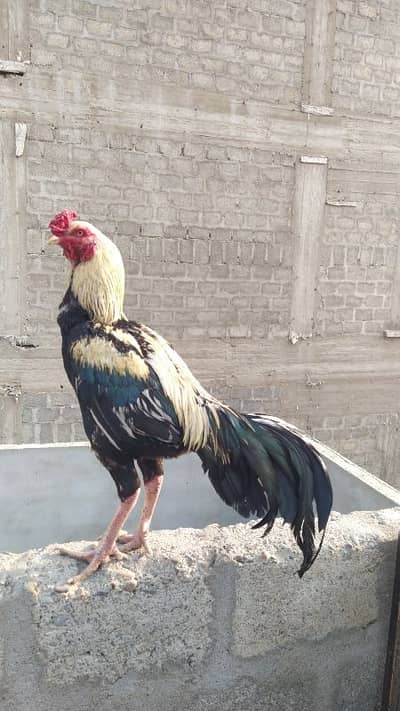 mainwali murga - Hens - 1097420058