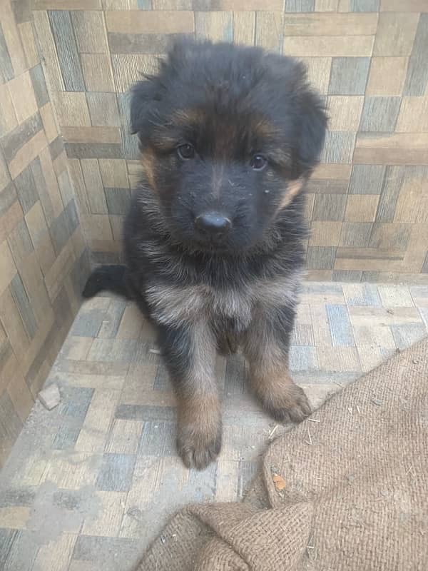 German Shepherd puppy| Long Coat puppies | gsd dog 1