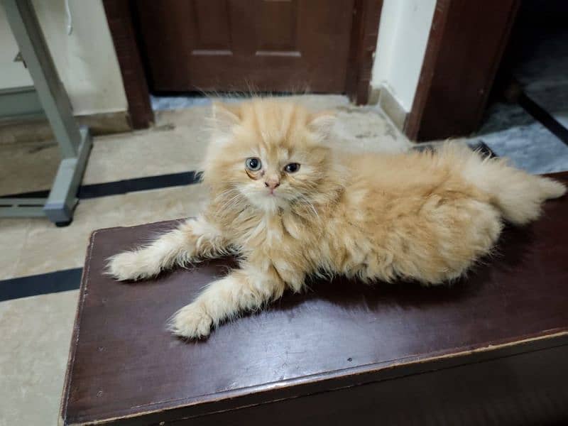 male kitten available 1