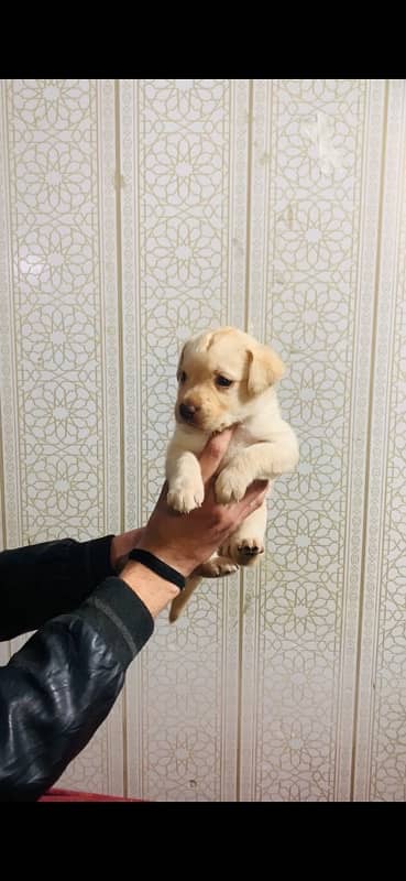 Labrador female 3