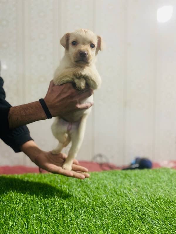 Labrador female 4