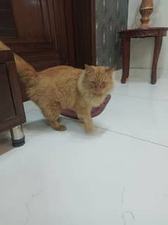 Persian cat male  urgent sale