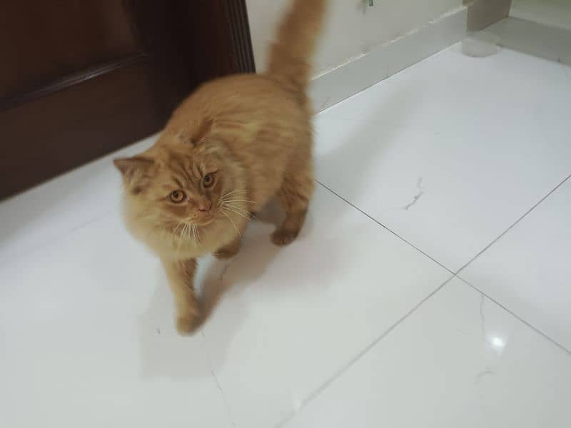 Persian cat male  urgent sale 1