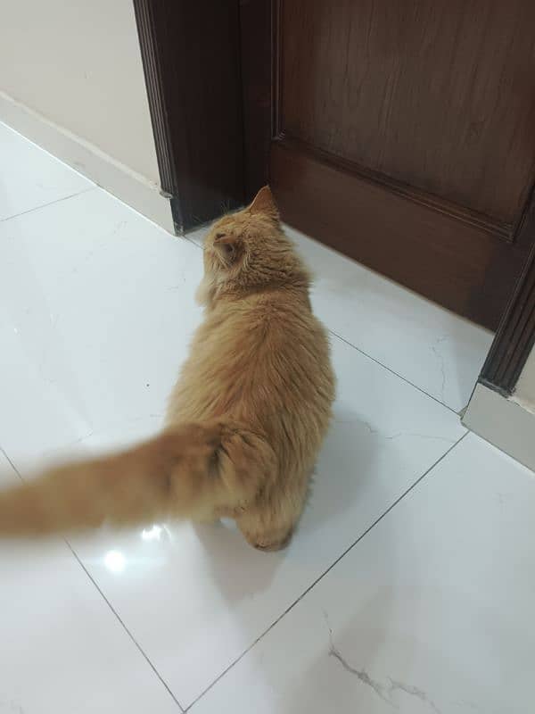 Persian cat male  urgent sale 2