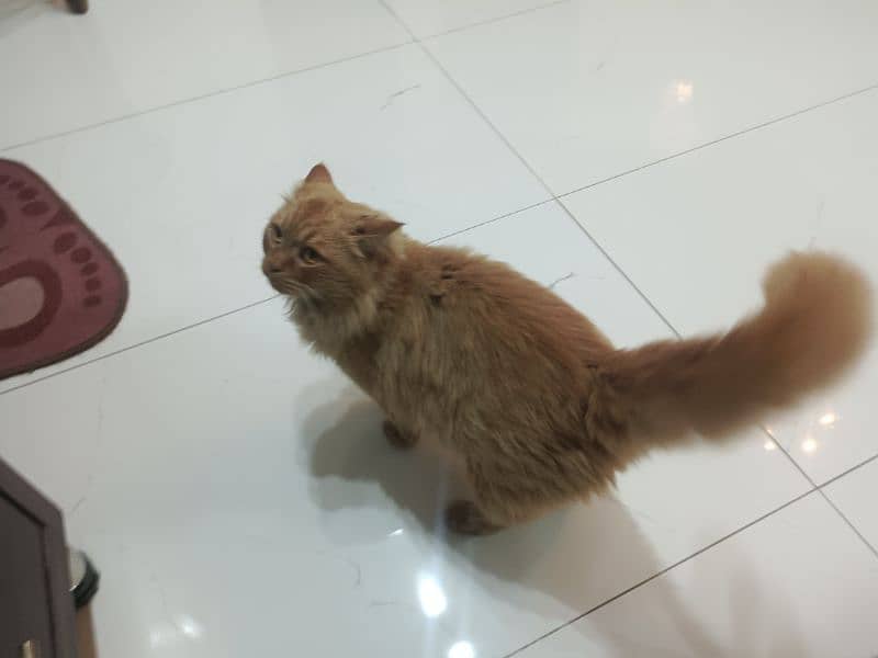 Persian cat male  urgent sale 3