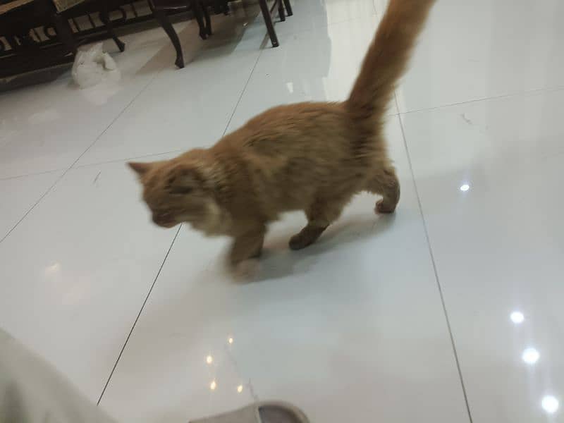 Persian cat male  urgent sale 4