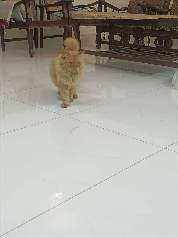 Persian cat male  urgent sale 5