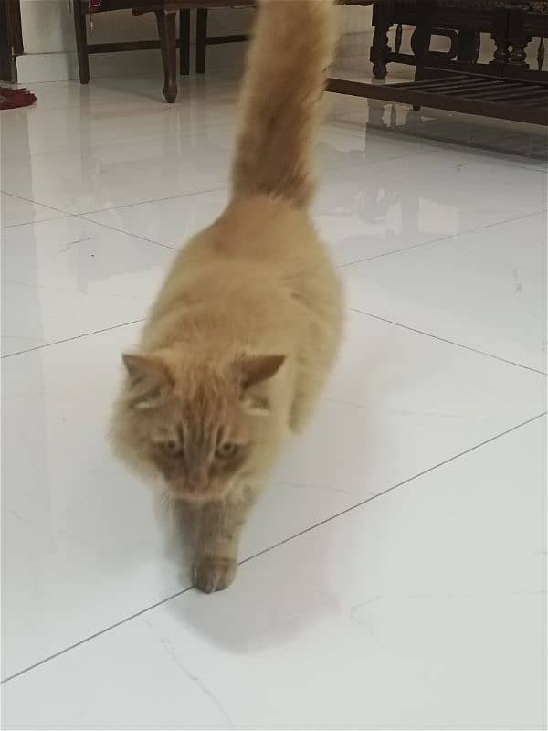 Persian cat male  urgent sale 6