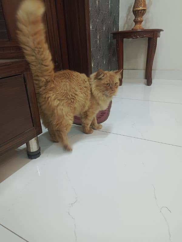 Persian cat male  urgent sale 7