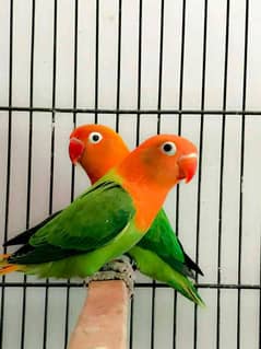 love birds | Green opline | love birds breeder pair | green parrot