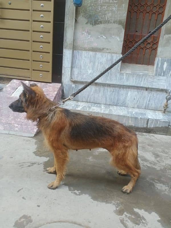 German shepherd female 3year old ak kan damage hai 0