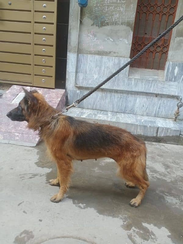 German shepherd female 3year old ak kan damage hai 1