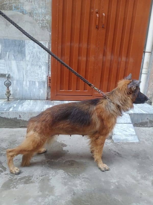 German shepherd female 3year old ak kan damage hai 2