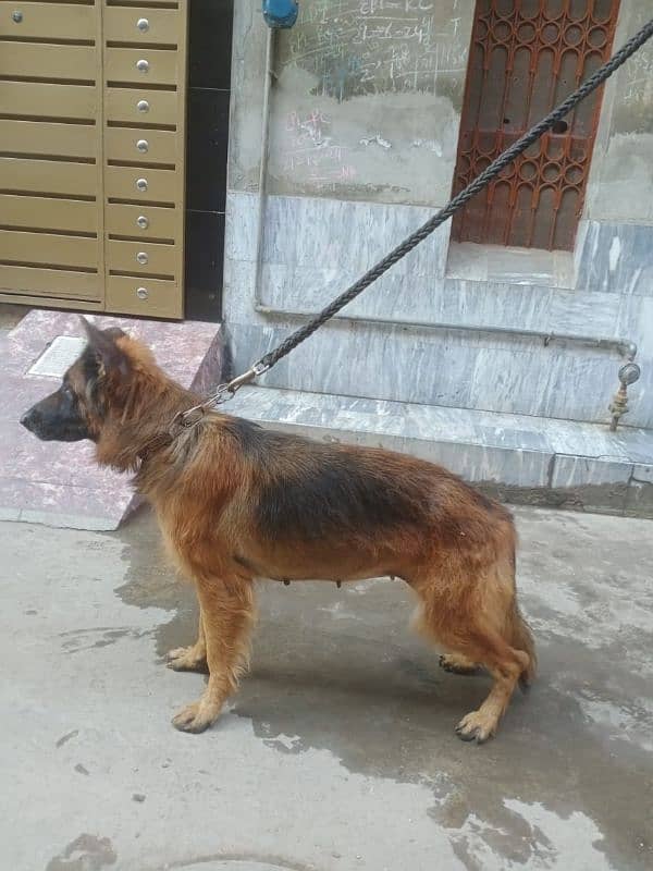 German shepherd female 3year old ak kan damage hai 3