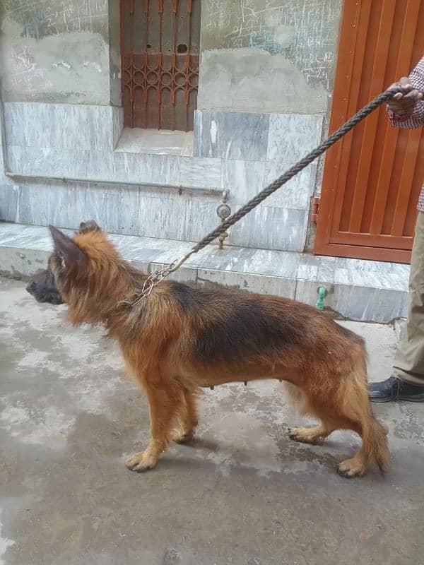 German shepherd female 3year old ak kan damage hai 4