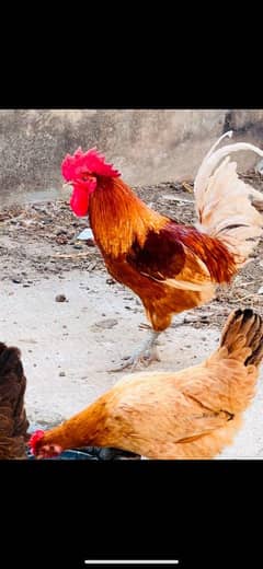 golden misri hens and rooster for sale