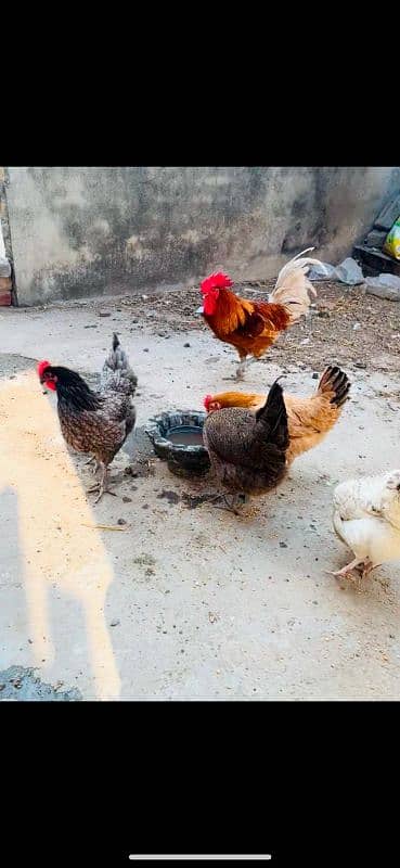 golden misri hens and rooster for sale 1