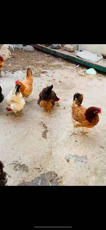 golden misri hens and rooster for sale 2