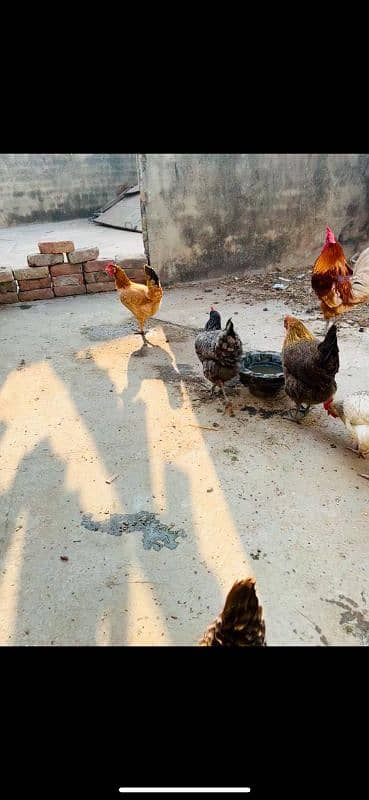 golden misri hens and rooster for sale 3