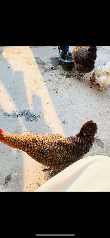 golden misri hens and rooster for sale 5